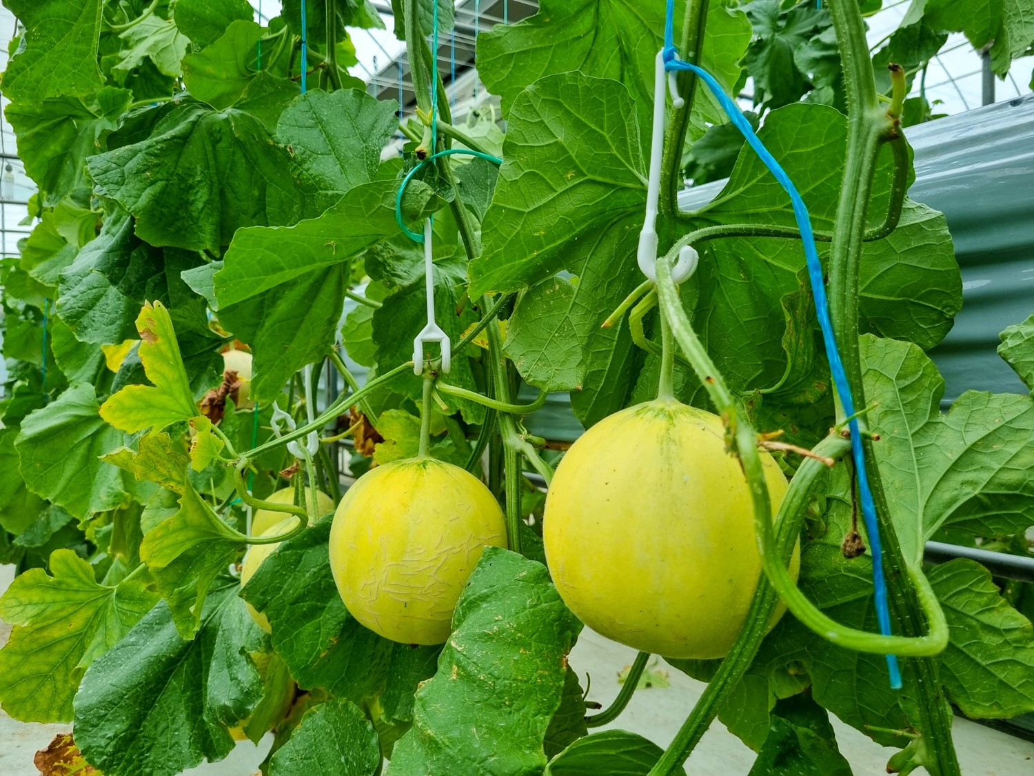 양주시, 애플 멜론 첫 수확…경기도 최초 재배 이미지