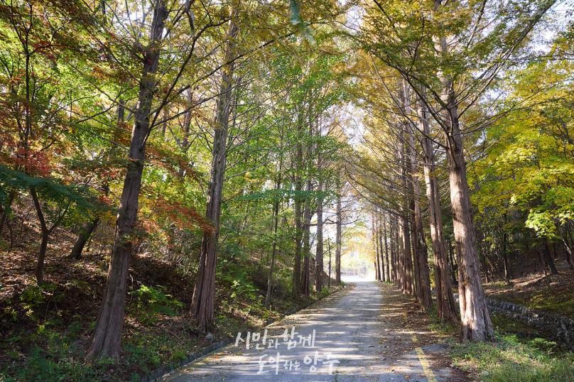 양주 메타쉐콰이어길 사진