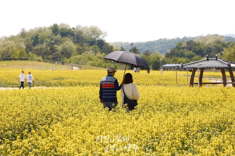 나리농원 유채꽃밭 의 사진