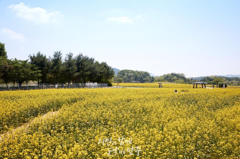 나리농원 유채꽃밭 의 사진