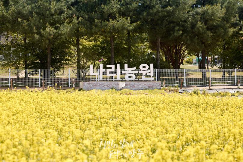나리농원 유채꽃밭 의 사진