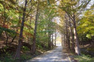 양주 메타쉐콰이어길 사진