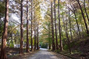 양주 메타쉐콰이어길 의 사진