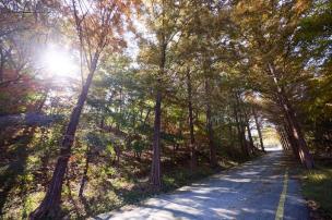 양주 메타쉐콰이어길 의 사진