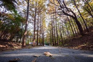 양주 메타쉐콰이어길 의 사진
