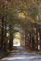 양주 메타쉐콰이어길 의 사진