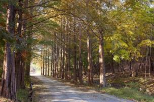 양주 메타쉐콰이어길 의 사진