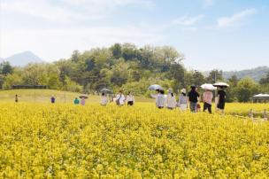 나리농원 유채꽃밭 의 사진