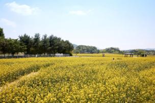 나리농원 유채꽃밭 의 사진