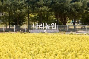 나리농원 유채꽃밭 의 사진