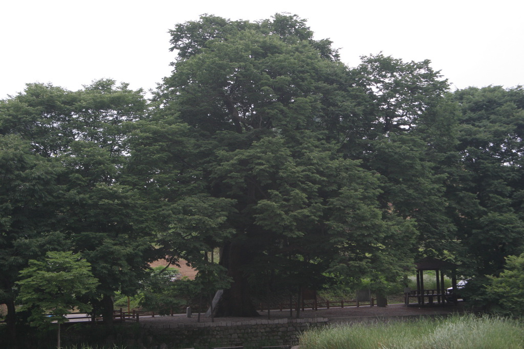 나무 특징 느티 [수목병] 느티나무흰별무늬병