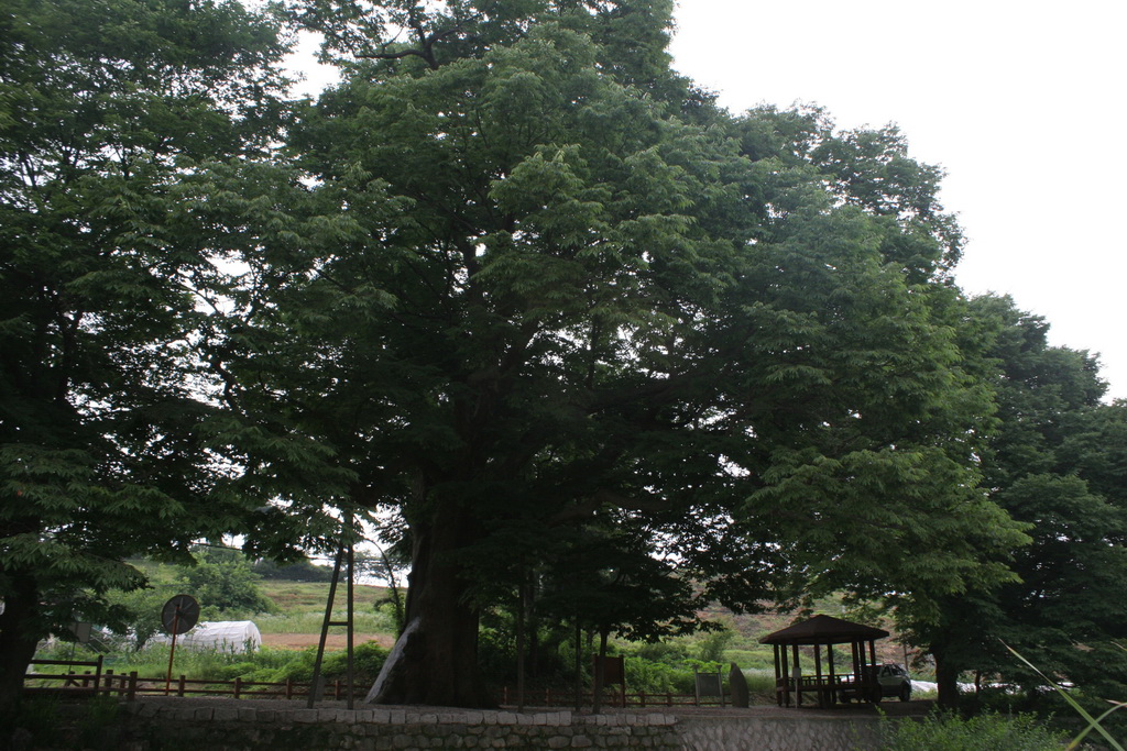 양주황방리느티나무 4