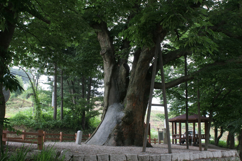 양주황방리느티나무 5