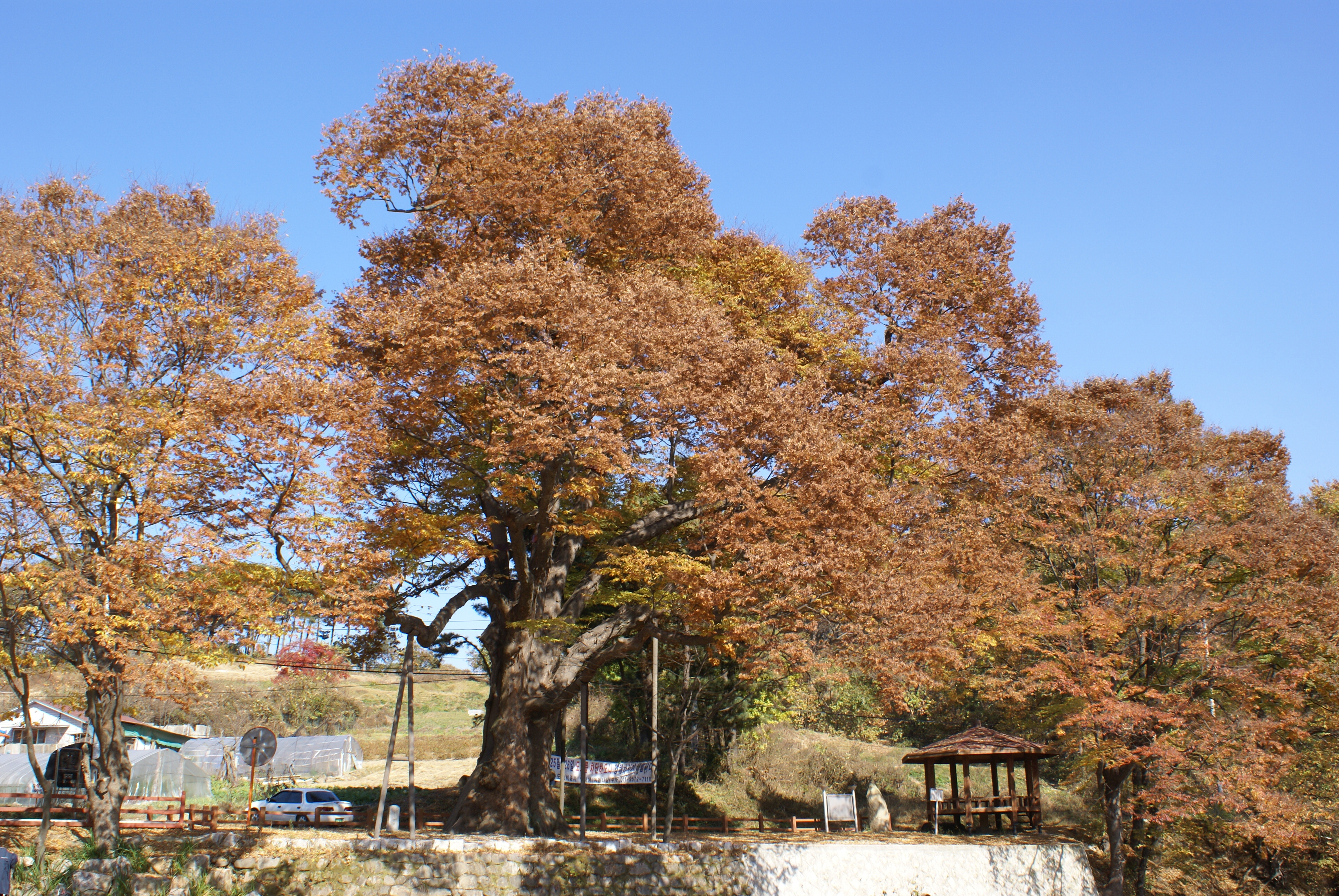 양주황방리느티나무 6
