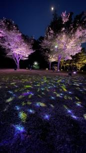 양주 회암사지 왕실축제 연계 미디어퍼포먼스 전시 <2025 회암사:Re> 이미지5