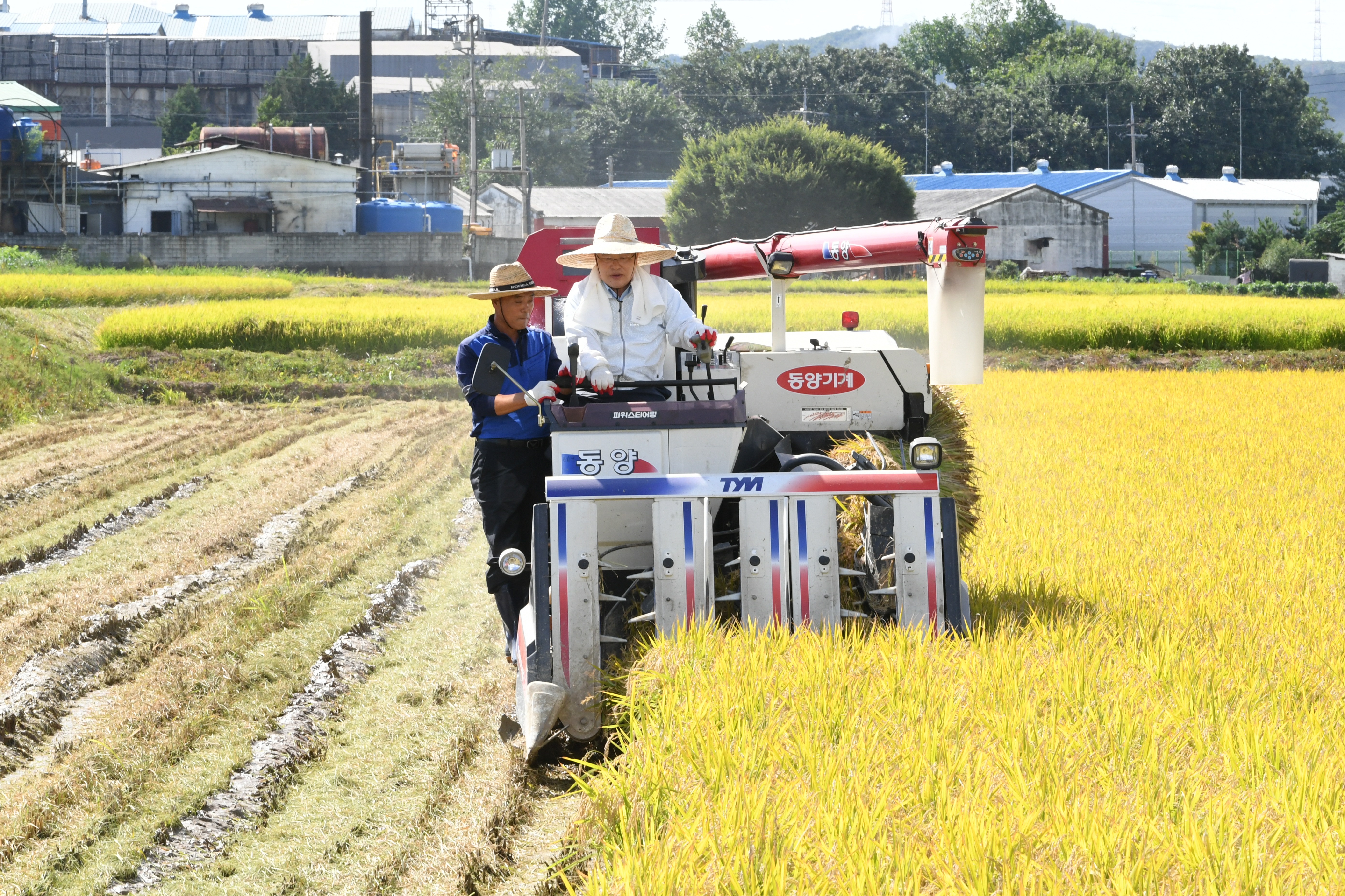 양주시, 2018년 양주고품질쌀 생산을 위한 벼베기 시연회 가져 이미지
