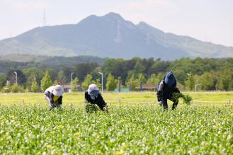 [포토] 5월 9일부터 무료개장… ‘양주 나리농원’ 청보리·유채꽃밭, 가정의 달 나들이 명소로 이미지