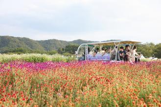 “천일홍 가득 양주 나리농원”, 가을을 즐기는 사람들 이미지