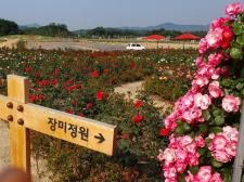 나리농원(여름꽃, 장미, 선홍색 꽃양귀비 만개)[광사동 나리공원] 이미지