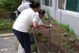 240607-중장년 1인가구 맛있는 도시텃밭 이미지