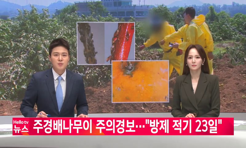 주경배나무이 주의경보…_방제 적기 23일 이미지