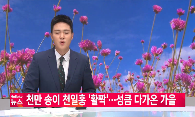 20220922_나라_천만송이 천일홍 활짝...성큼 다가온 가을 이미지