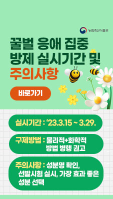꿀벌 응애 집중 방제 실시기간 및 주의사항
- 실시기간 :‘23.3.15 ~ 3.29.
- 구제방법 : 물리적+화학적 방법 병행 권고
- 주의사항 : 성분명 확인, 선발시험 실시, 가장 효과 좋은 성분 선택