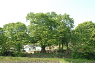 남면느티나무02 사진