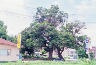 양주 복지리 느티나무01 사진