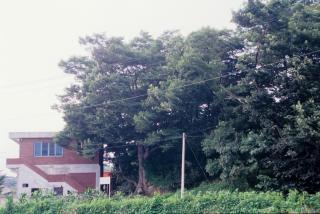 양주 석우리 느티나무01 의 사진