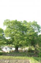남면느티나무01 사진