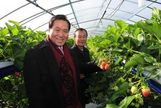 양주딸기평가회 사진