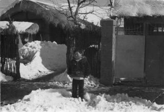 1950년대 애견과 함께 의 사진