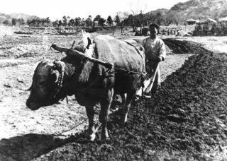 1950년대 애견과 함께 의 사진