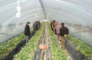 딸기농가 방문01 의 사진