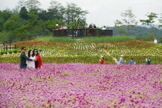 천만송이 천일홍 축제 의 사진