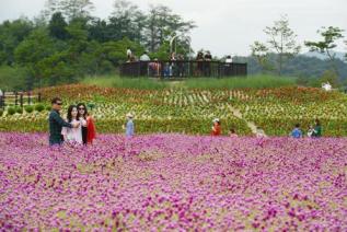 천만송이 천일홍 축제 의 사진