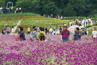 천만송이 천일홍 축제 의 사진