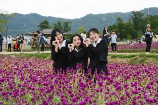 천만송이 천일홍 축제 의 사진