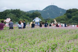 천만송이 천일홍 축제 의 사진