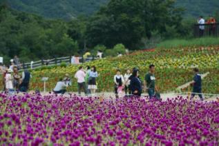 천만송이 천일홍 축제 의 사진