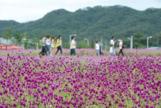 천만송이 천일홍 축제 의 사진