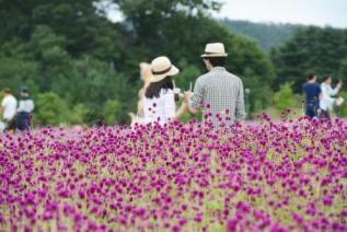 천만송이 천일홍 축제 의 사진