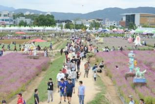 천만송이 천일홍 축제 의 사진