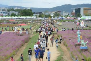 천만송이 천일홍 축제 의 사진