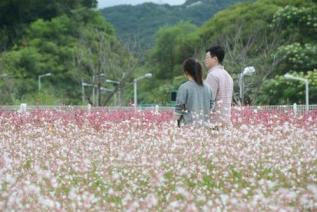 천만송이 천일홍 축제 의 사진