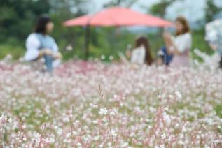 천만송이 천일홍 축제 의 사진