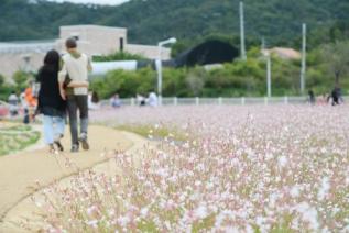 천만송이 천일홍 축제 의 사진