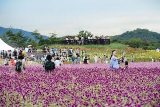 천만송이 천일홍 축제 사진