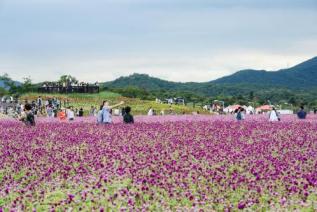 천만송이 천일홍 축제 의 사진